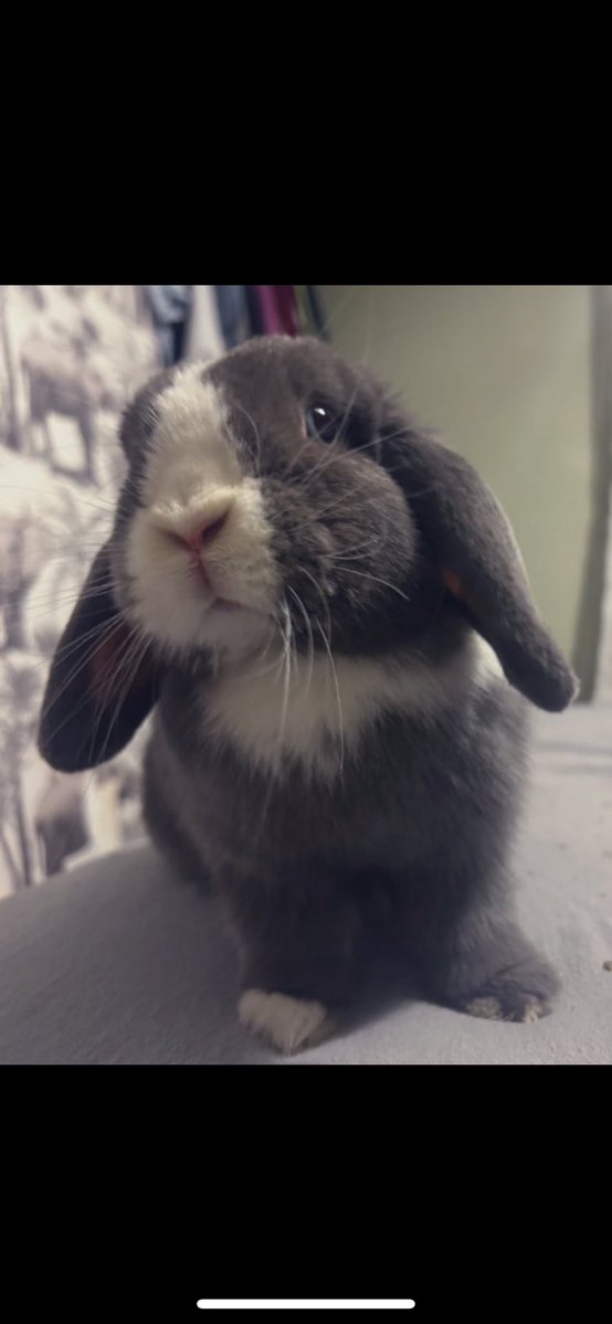 carrotcottagerr's tweet image. Here are useful links to donate or send gifts for the bunnies
amazon.co.uk/hz/wishlist/ls…
hopflopandroll.co.uk/products/myste…
paypal.me/carrotcottagerr
ko-fi.com/carrotcottager…
Or you can subscribe on X to get lots of extra content 😍