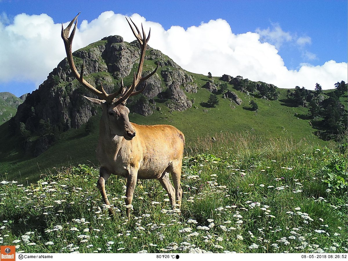 Trail_Cams's tweet photo. https://t.co/6qfjkVancQ