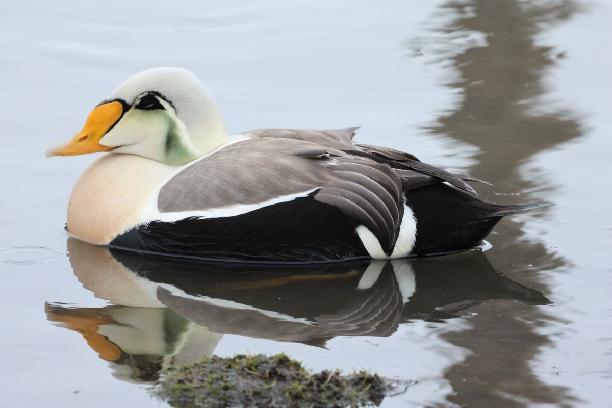 Jim Dowdall (@jimdowdall) on Twitter photo Last few photos from my Svalbard trip including a King Eider x Common Eider hybrid. Last few photos from my Svalbard trip including a King Eider x Common Eider hybrid.