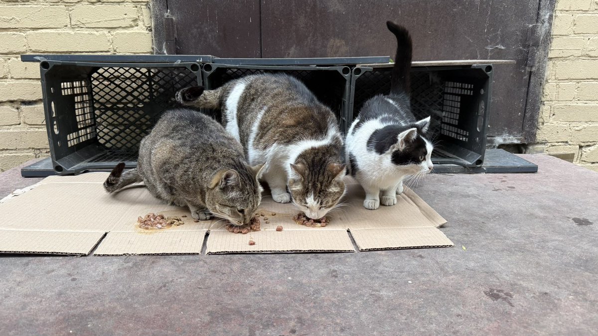 соседка уехала на дачу, так что я сегодня главный за откорм братвы