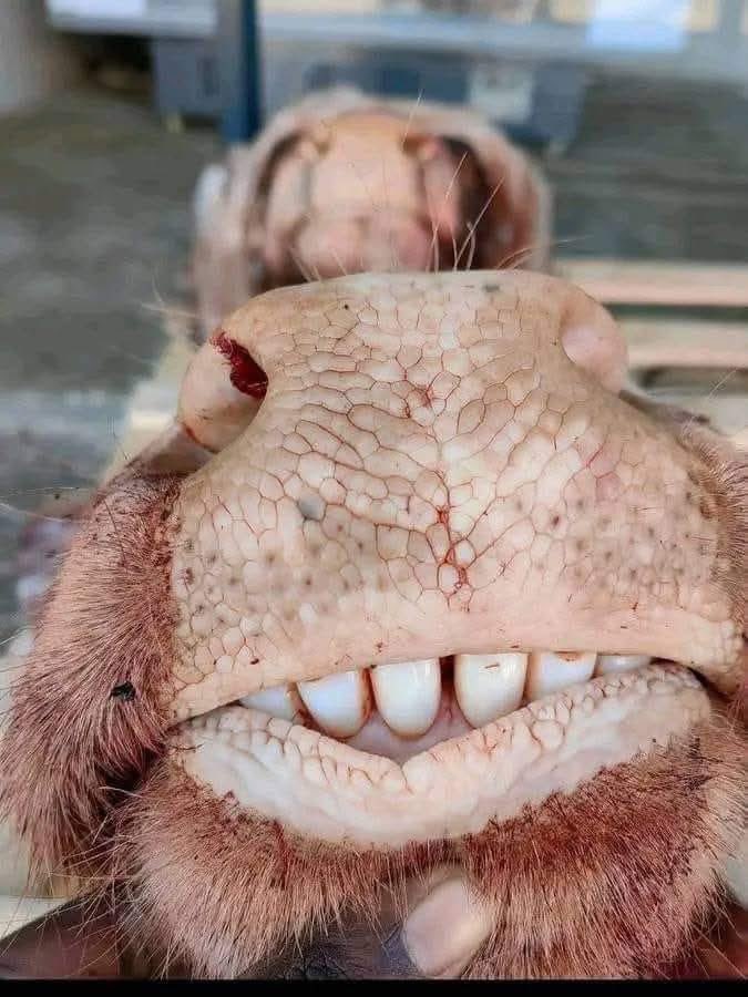 Lejitweb3's tweet image. Let&apos;s cook 🔥