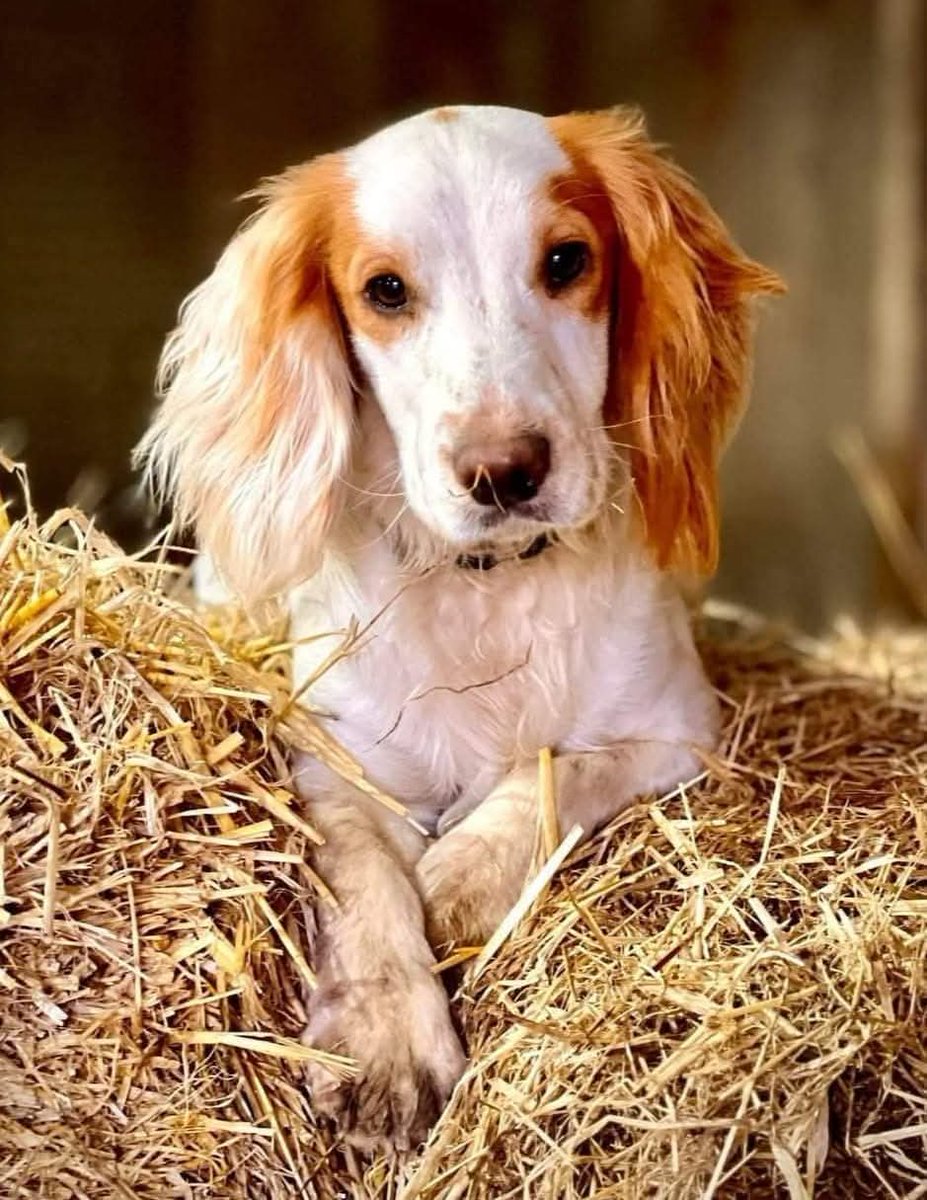 MISSING OTIS

PLEASE HELP ME FIND MY WAY HOME!
I AM MISSING FROM GLOUCESTERSHIRE 
SINCE 5/11/24
I COULD BE ANYWHERE 
🇬🇧 UK
🏴󠁧󠁢󠁳󠁣󠁴󠁿 SCOTLAND
🇮🇪 IRELAND
🏴󠁧󠁢󠁷󠁬󠁳󠁿 WALES

I AM NOT JUST A DOG,  I AM  PART OF A FAMILY

I AM KNOWN FOR MY DISTINCTIVE HEART SHAPED MARK ON MY LEFT SIDE #stolendoghour
