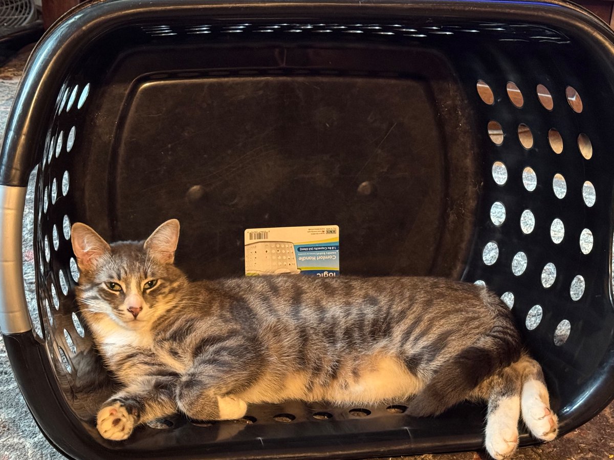 I would like to start a new trend.😺
Instead of #CatBoxSunday 
How about #catlaundrybasketSunday ?
Any others furs and no furs who like to hang out in laundry baskets? 🧺 
Robbie 🩶🐾