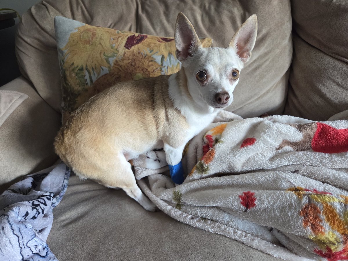 itsatoots's tweet photo. Punkin is still at the hospital receiving treatment. Photo below is the 4th when we brought her home from the 1st visit, but had to take her back that same night. If you can donate, share, pray, send good vibes, please do https://t.co/HbrmtgzUYw