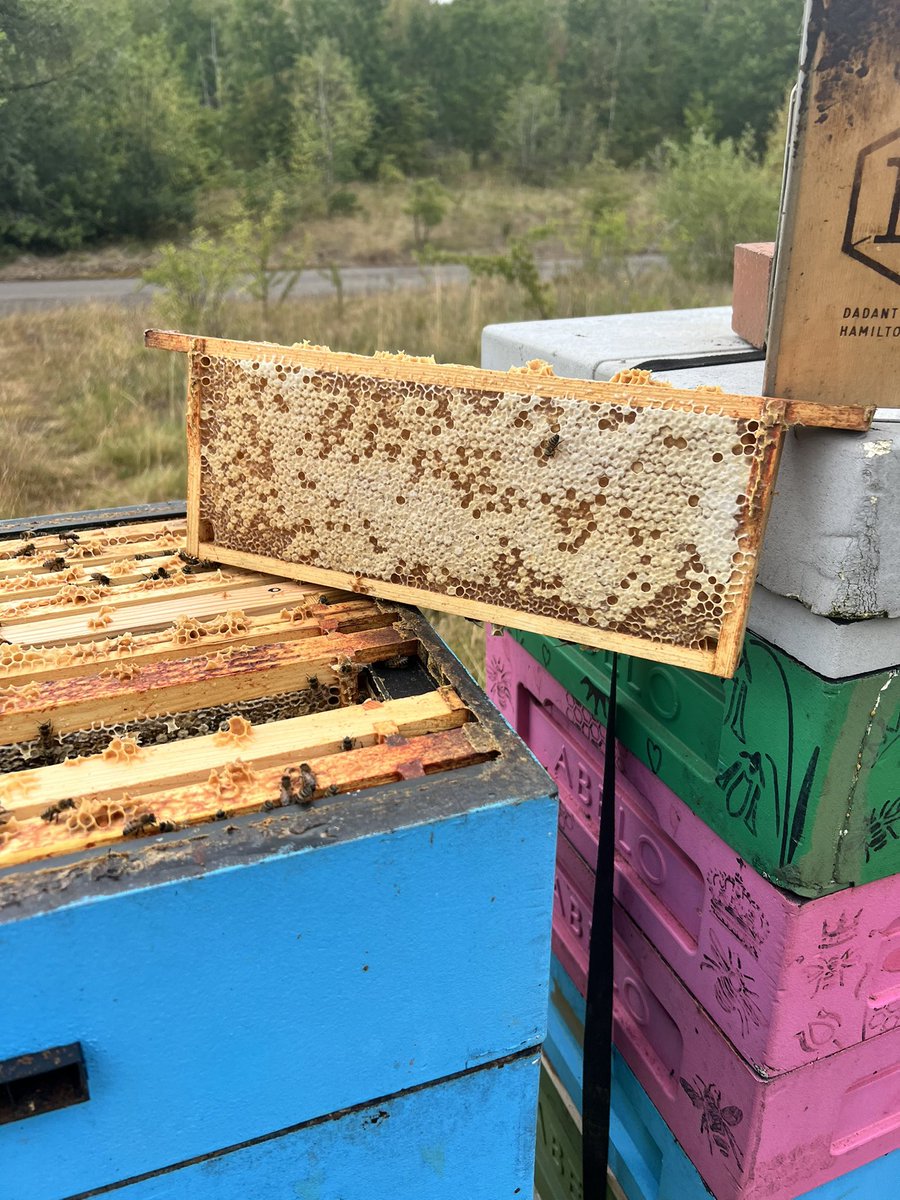 Crazy busy 🍯🤣🤯🍯☀️☀️☀️more hot weather on the way… boxes rammed it’s crazy out there… then the wasps arrive 🤡😱👿🤣🙄☔️