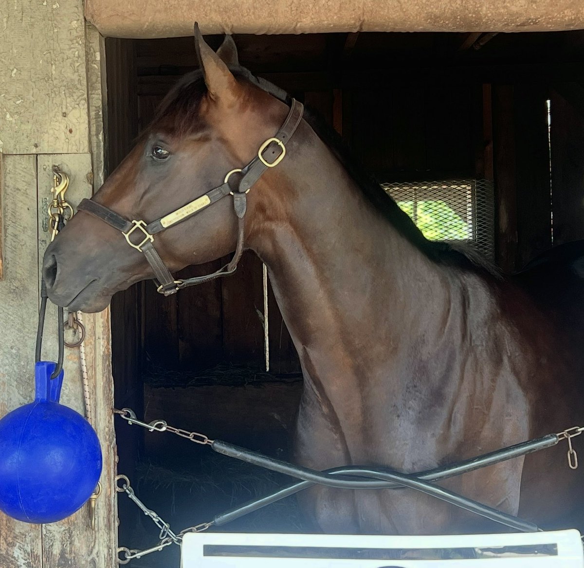 Mindframe, undefeated in three starts this year — including the G1 Stephen Foster at ⁦<a href="/ChurchillDowns/">Churchill Downs</a>⁩ in his latest — looking regal at ⁦<a href="/PletcherRacing/">Todd Pletcher Racing Stables</a>⁩ Sunday morning.