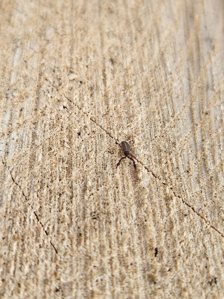 Visādi ērmi, ko <a href="/UPiterans/">Uģis Piterāns</a> papriecāties. Kaut kāds mizgrauzis, otro nezinu, tad acainais sfings un kaut kāds māņskorpions.