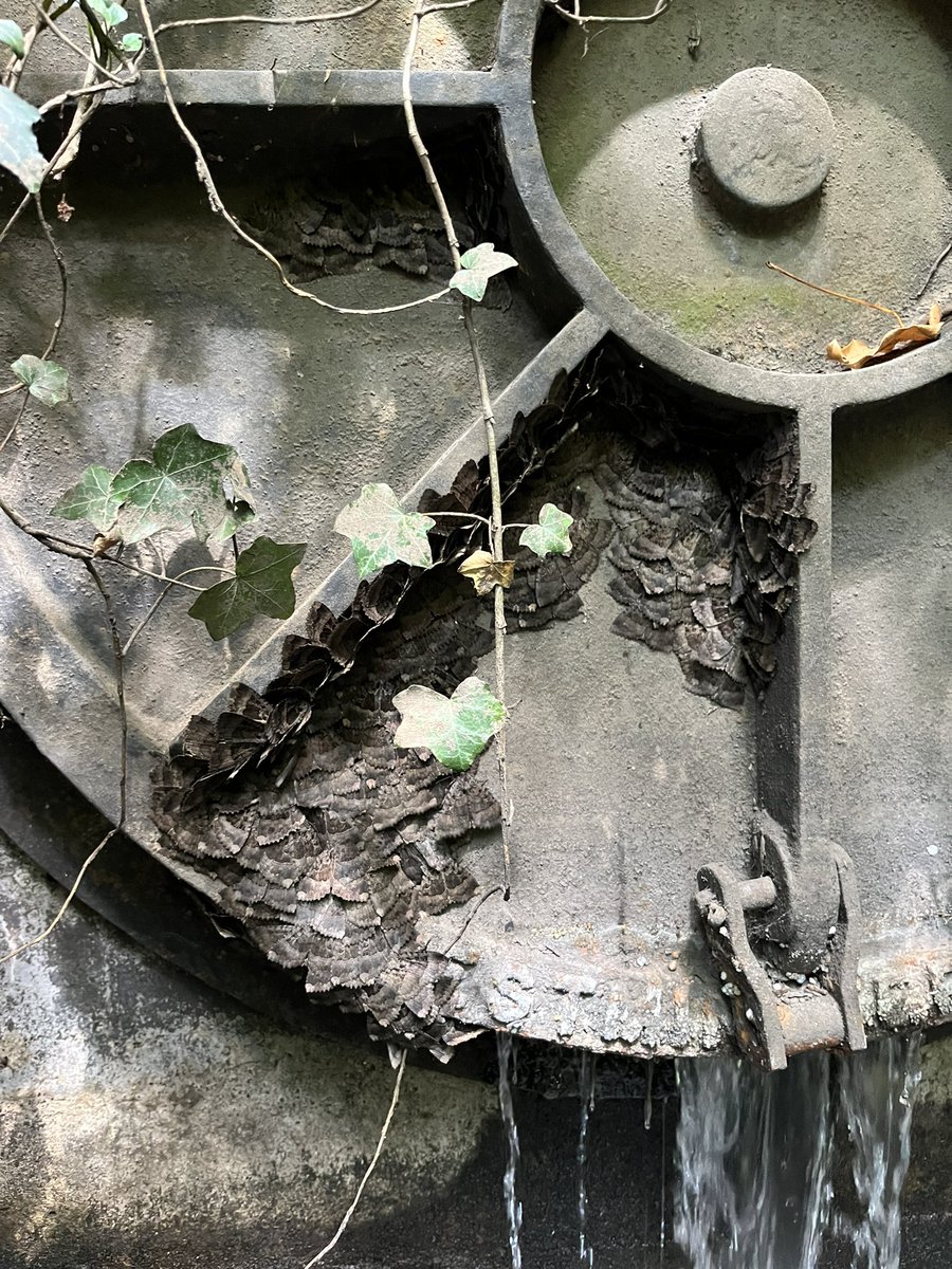 paulpowlesland's tweet image. Investigating an illegal sewage outfall on the Roding, I saw what looked like rust on the flap. Peering closer, I discovered it was actually dozens of moths, perfectly camouflaging themselves to the colour of the metal & seemingly enjoying their Ilford sewage steambath.
Nature…