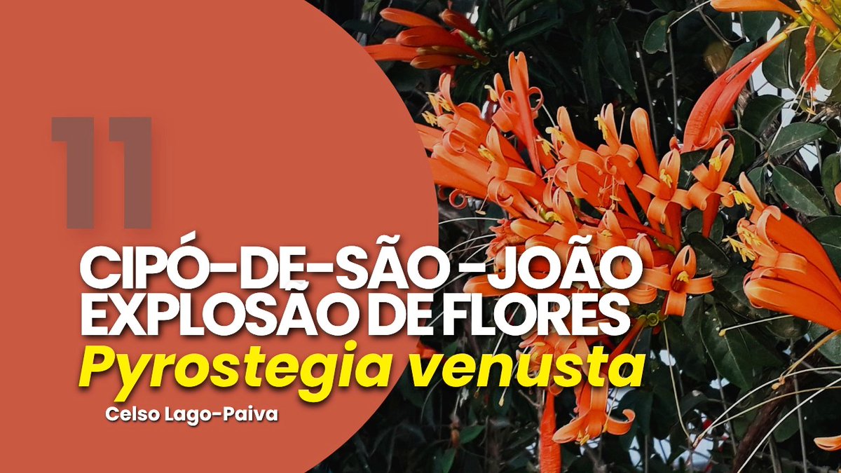.
ASSISTA AO VÍDEO
«CIPÓ-DE-SÃO-JOÃO»: EXPLOSÃO DE FLORES»
NO CANAL «CONSERVACIONISMO EM AÇÃO»,
que estréia neste domingo, 6 de julho, às 15:00h.
Curta o vídeo e assista-o até o final.
Grande abraço,
Celso Lago-Paiva, Produção e equipe