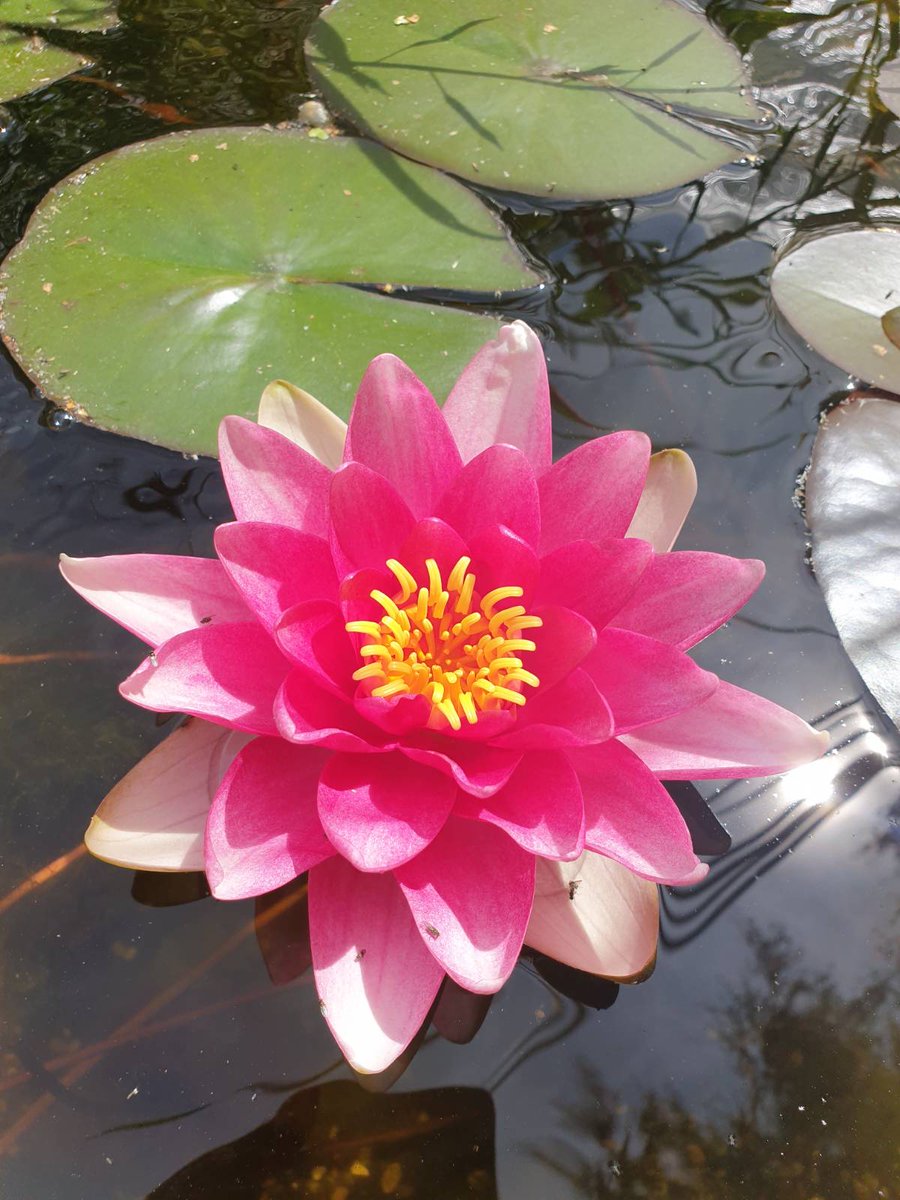 Thought for the day: 

The best way to fight evil is to make energetic progress in the good.

#NaturePhotography #nature撮影会 #betterway