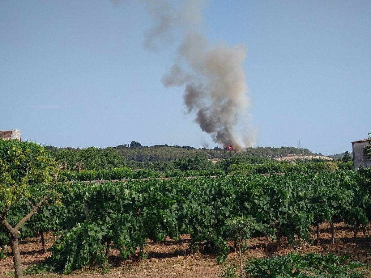 Perilla el Pi de la Serreta 😢