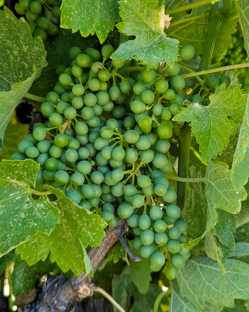 Check out the vigor of this Mourvèdre vine on Scruffy Hill! Head-trained and dry-farmed, it’s six feet tall with canes stretching nearly eight. Mourvèdre is usually late and reserved, but when it’s happy, it puts on a show.