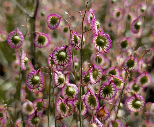 geologyBits's tweet photo. In Geology ✔️ Mineralogy - Botany
#ThysanocarpusRadians #Botany #Brassicaceae
#CaliforniaFlora
🔁 Thysanocarpus Radians: The Radiant Fringepod of the West
▶️ Imagine a delicate wildflower with seed pods resembling tiny, radiant wheels, thriving in the rugged landscapes of the American West.
Thysanocarpus radians, the ribbed fringepod, is a botanical marvel that captures both beauty and resilience.
Environment & Cultivation
Native to northern and central California and Oregon, Thysanocarpus radians flourishes in moist meadows, oak woodlands, fields, and chaparral-covered hillsides at elevations from 20 to 700 meters.
This annual herb
thrives in temperate climates with well-drained soils, often emerging in early spring.
Cultivation is rare
but possible in raised containers to showcase its fringed, translucent seed pods, which glow when backlit.
It prefers full sun
and moderate moisture, making it a striking addition to native plant gardens or ornamental displays, though its specific ecological niche limits widespread cultivation.
Botanical Information
Thysanocarpus radians, a member of the Brassicaceae family (tribe Thelypodieae), is an erect annual herb growing 15–60 cm tall.
Its basal leaves
1.5–5 cm long, are oblanceolate with sinuate-dentate to runcinate-pinnatifid margins, typically glabrous but occasionally sparsely hirsute with whitish trichomes (0.3–0.4 mm).
Cauline leaves
are lance-ovate to lanceolate, auriculate-clasping at the base, with auricles sometimes encircling the stem.
The inflorescence forms long
open racemes with internodes 9–18 mm in fruit.
Flowers, blooming March to May
are small (petals 2 mm), white to purplish, with tetradynamous stamens and an ovary containing a single ovule.
The fruit, a flat
orbicular silicle (7–10 mm wide), is distinctive for its winged, rayed margin resembling wheel spokes, with pubescent or glabrous valves and pointed trichomes (0.2 mm).
The fruiting pedicels (7–18 mm)
are weakly ascending with geniculately reflexed apices.
The species
described by George Bentham in 1849, may hybridize with Thysanocarpus curvipes in northern California, and a variety, T. radians var. montanus, is recognized from Napa, California.
Its name, derived
from Greek “thysanos” (fringe) and “karpos” (fruit), and Latin “radians” (radiating), reflects its fringed, rayed pods.
▶️ Interesting Fact
The ribbed fringepod’s seed pods, with their radial, spoke-like wings, not only inspired its common name “spokepod” but also make it a standout in the Brassicaceae family, as their translucent quality creates a glowing effect when illuminated, a trait prized for ornamental use in backlit displays.
💥 Have you encountered Thysanocarpus radians in the wild or tried cultivating native wildflowers?
🔁 Like & Share your experiences or favorite botanical discoveries below!