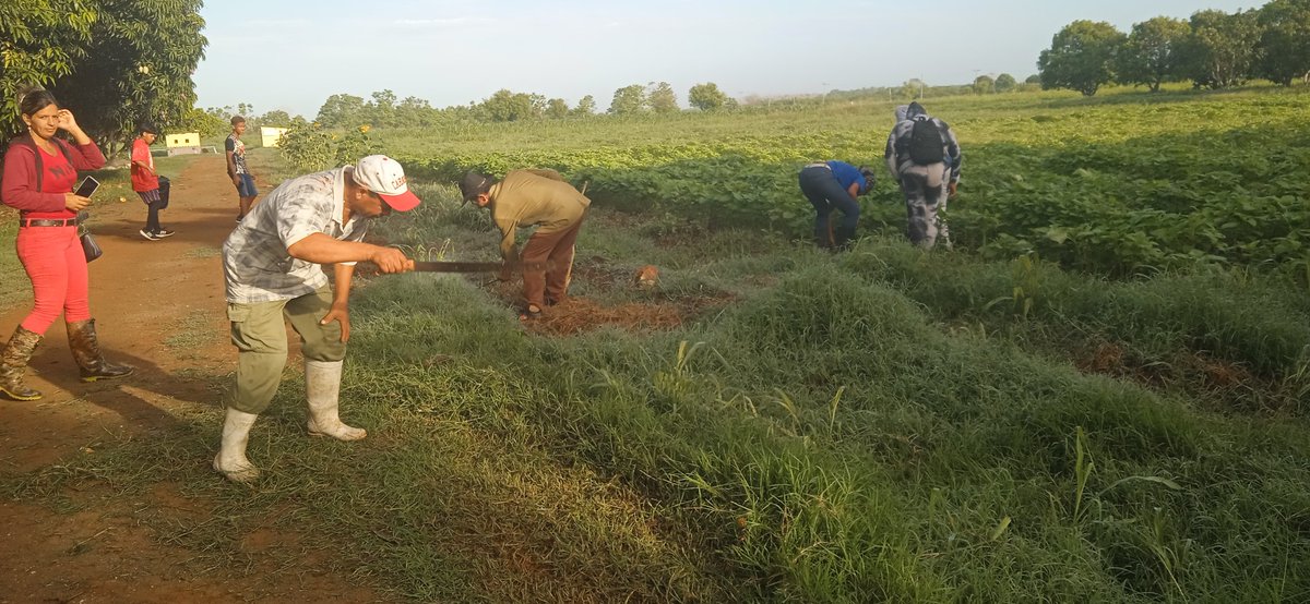 Estuvimos en jornada productiva en la finca El Paraíso de #PericoEnVictoria cómo parte de las actividades del verano. #MatancerosEnVictoria