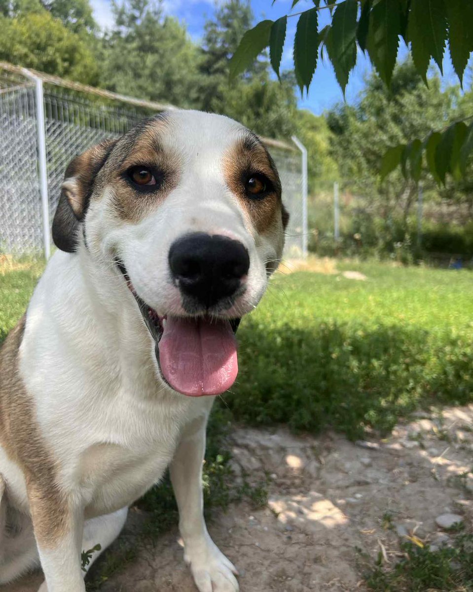 MAYA – STILL WAITING AFTER TWO YEARS FOR SOMEONE  TO CARE
Maya was just a tiny pup when she and her siblings Freya and Luca were found dumped in a bin, discarded like trash. It’s a miracle they survived.
Maya has spent the last two years in kennels
1dogatatimerescue.org/registration
#Essex