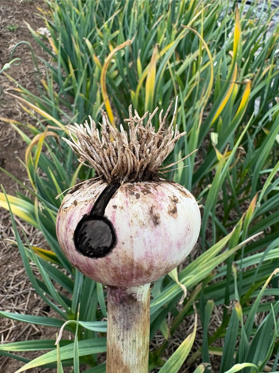 i can draw headphones on garlic longer than home owners can think it’s okay not to grow any of their own food 🧄-‘