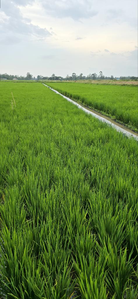 EphantusKim's tweet image. It was a great pleasure to receive the President of the Japan International Cooperation Agency (JICA), His Excellency Dr. TANAKA Akihiko, who visited Ahero Irrigation Scheme on the afternoon of 6th July 2025. His visit marked a key milestone in the growing partnership between…