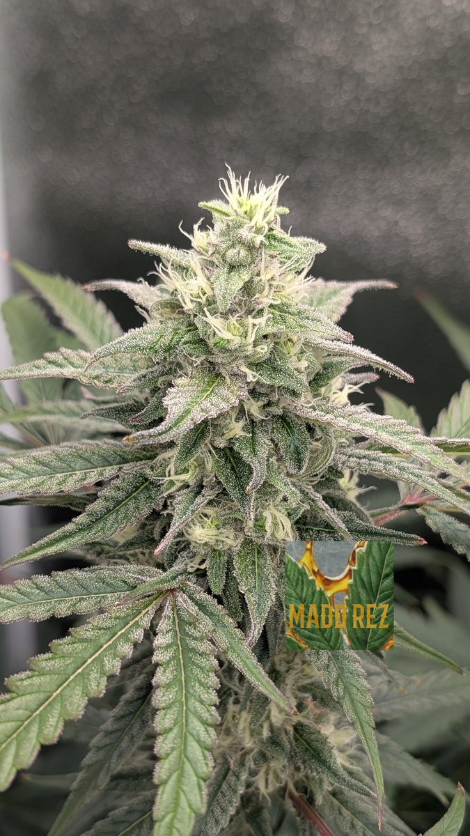 Madd Rez (@madd_rez) on Twitter photo Bubba Skunk Breath 🦨🌬️
Swelling up real nice! Slight tinge of purple starting to come in - she's a pretty one! 🤩
Genetics from <a href="/matyice420/">TwistedBerries</a> Bubba Skunk Breath 🦨🌬️
Swelling up real nice! Slight tinge of purple starting to come in - she's a pretty one! 🤩
Genetics from <a href="/matyice420/">TwistedBerries</a>