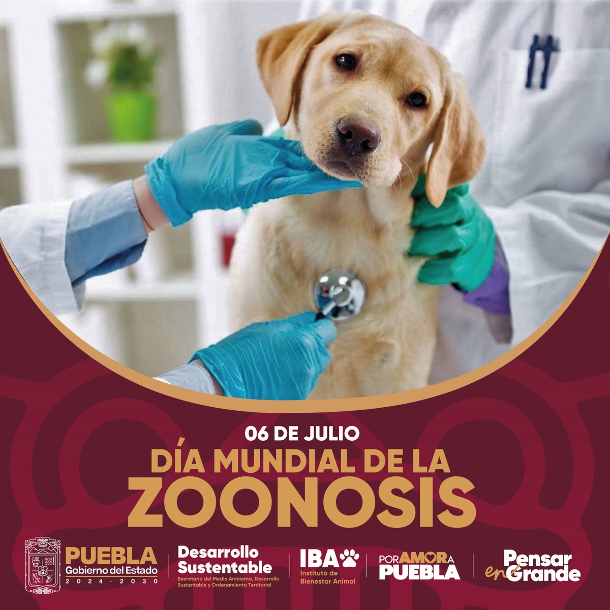 Instituto de Bienestar Animal PUE (@ibagobpue) on Twitter photo 🐾🦠 En el #DíaMundialDeLaZoonosis, el <a href="/Gob_Puebla/">Gobierno de Puebla</a> hace un llamado a la tenencia responsable y a la vacunación de nuestros animales de compañía.
Cuidar su salud es cuidar también la nuestra. La prevención es clave.
#PorAmorAPuebla #PorAmorALosSeresSintientes 🐾🦠 En el #DíaMundialDeLaZoonosis, el <a href="/Gob_Puebla/">Gobierno de Puebla</a> hace un llamado a la tenencia responsable y a la vacunación de nuestros animales de compañía.
Cuidar su salud es cuidar también la nuestra. La prevención es clave.
#PorAmorAPuebla #PorAmorALosSeresSintientes