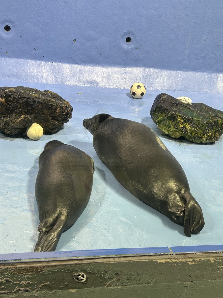 mayuko782tt's tweet image. 親子で待機
 #うなりこさん  
 #ニコちゃん  
 #鳥羽水族館 
 #落水掃除