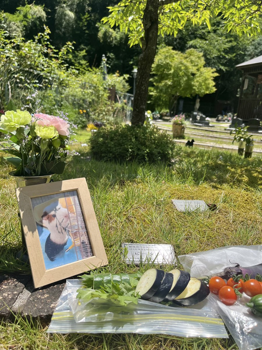 pitan201908's tweet image. 明日はピータンの命日🎋
ひと足先に会いに行きました🐹