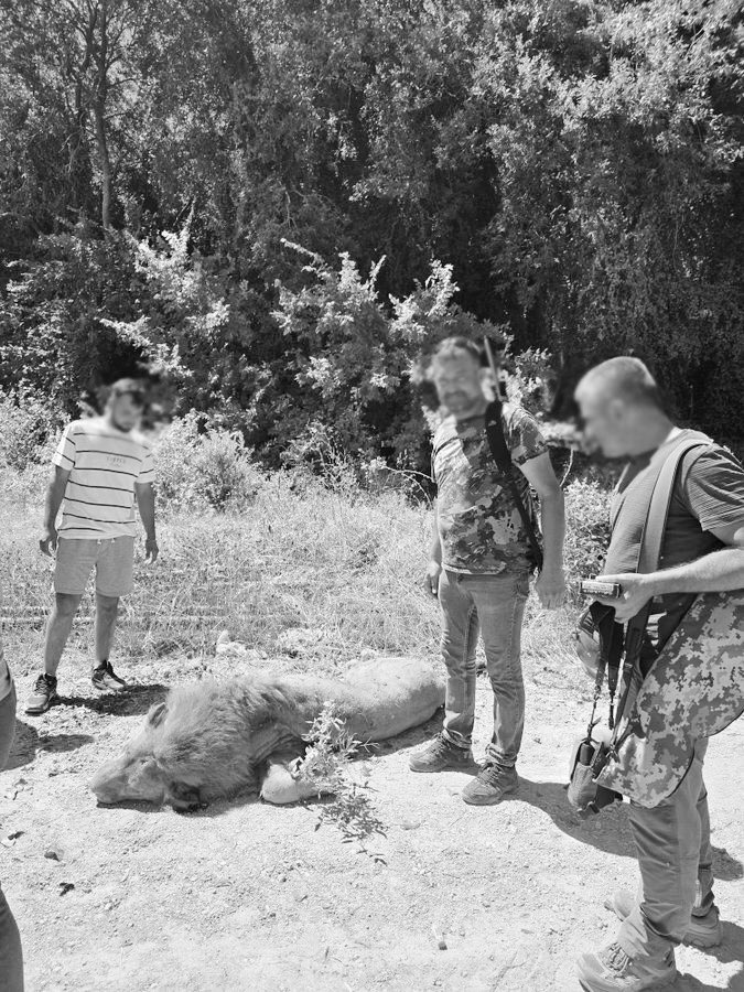 Aslanı neden öldürdünüz?