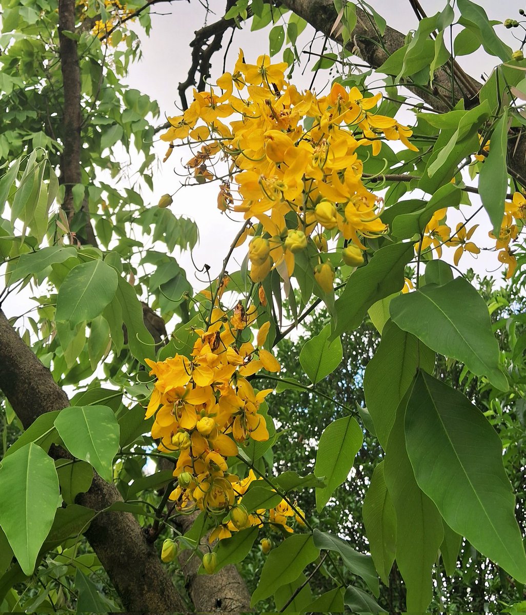 मलाई खुब मन पर्छ यो फुल!
लौ भन्नुस के को फुल हो यो?