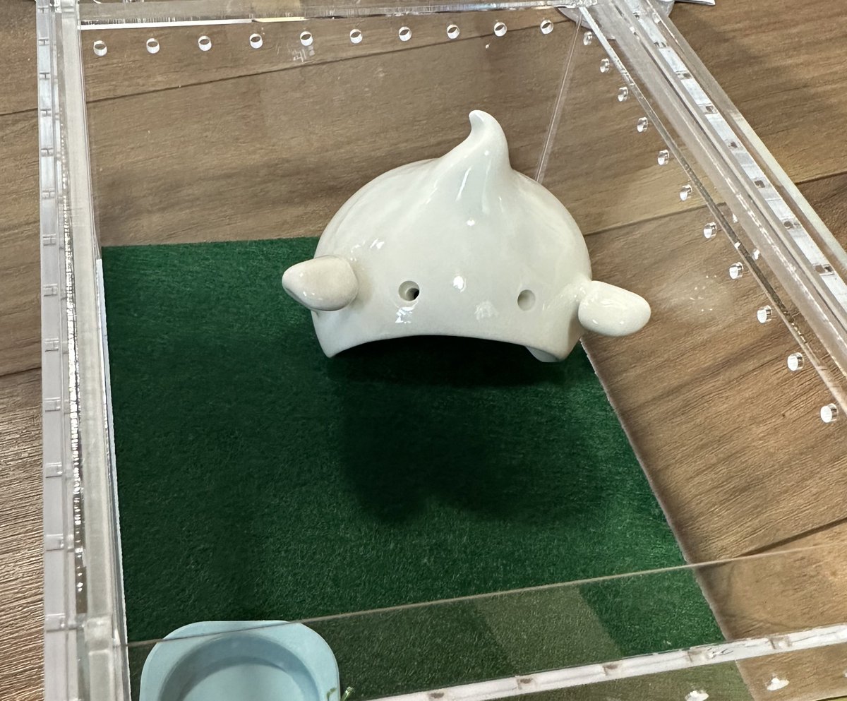 雪飴(キャロ🥕クラゲ🪼ヘルメッコ) (@yukiame_hty) on Twitter photo <a href="/johnnyhousetomo/">JohnnyHouse 【小動物グッズお名前看板】 レプフィー</a> <a href="/inunderground1/">あり巣 in underground @ アリ飼育用品と女王アリの販売</a> <a href="/spelty_kobe/">SPELTY</a> さん。今回は友達がシェルターとクレスお迎え(写真は同日にお迎えした別の子)毎回店長さん声かけてくれていつもお喋りして買ってないという笑。今回はお迎え!てか月のシェルターかわよ!
<a href="/clay_and_hands/">Clay And Hands Japan ☆7/5-6レプタイルズフィーバー出店</a> さんで友達の子が誕生日にカエルお迎えするので、おばけシェルタープレゼント! <a href="/johnnyhousetomo/">JohnnyHouse 【小動物グッズお名前看板】 レプフィー</a> <a href="/inunderground1/">あり巣 in underground @ アリ飼育用品と女王アリの販売</a> <a href="/spelty_kobe/">SPELTY</a> さん。今回は友達がシェルターとクレスお迎え(写真は同日にお迎えした別の子)毎回店長さん声かけてくれていつもお喋りして買ってないという笑。今回はお迎え!てか月のシェルターかわよ!
<a href="/clay_and_hands/">Clay And Hands Japan ☆7/5-6レプタイルズフィーバー出店</a> さんで友達の子が誕生日にカエルお迎えするので、おばけシェルタープレゼント!