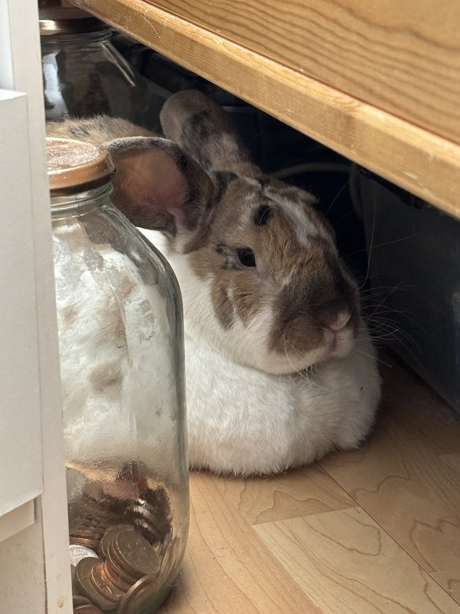 robyn 👱🏻‍♀️& paddy 🐰 (@paddyloaf) on Twitter photo 