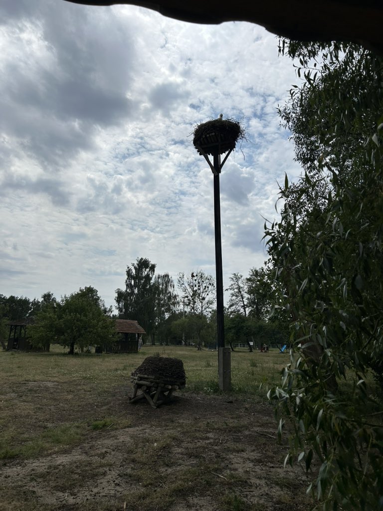 Storks - the symbols of Poland #diastole