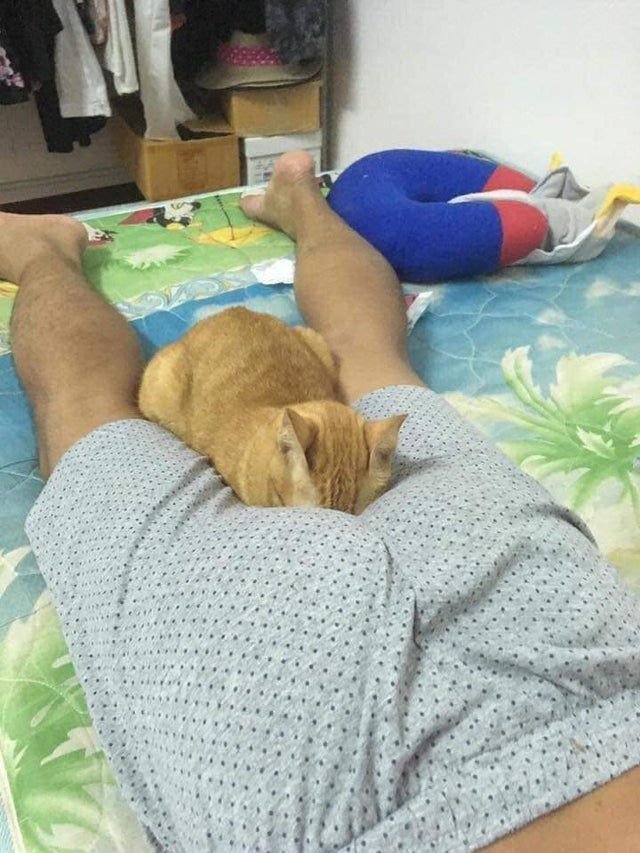 contents that ll heal your depression 🌻 (@catshealdeprsn) on Twitter photo 
