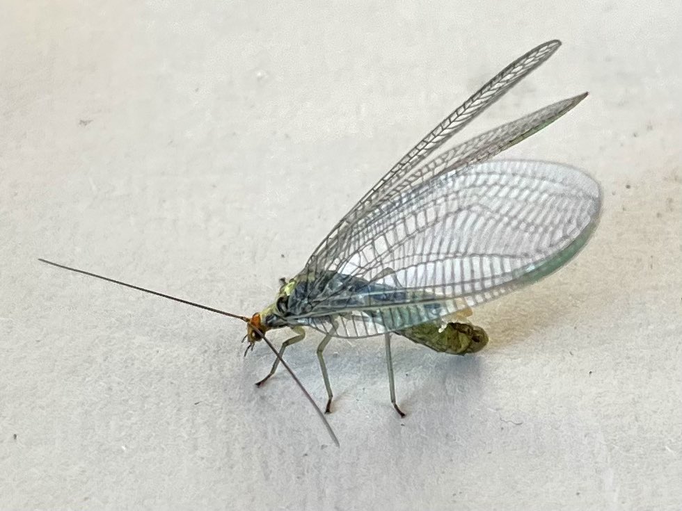 30.6.25. 

A whopping garden record count of 2,489 moths (2000+ of which Ermine sp) of 103 species. Nowt new but garden 2nd Dewick’s Plusia, 4th Dusky Sallow, 7th Small Emerald and 10th Anarsia innoxiella were notable + of course Britain’s 19th Nothochrysa fulviceps #teammoth