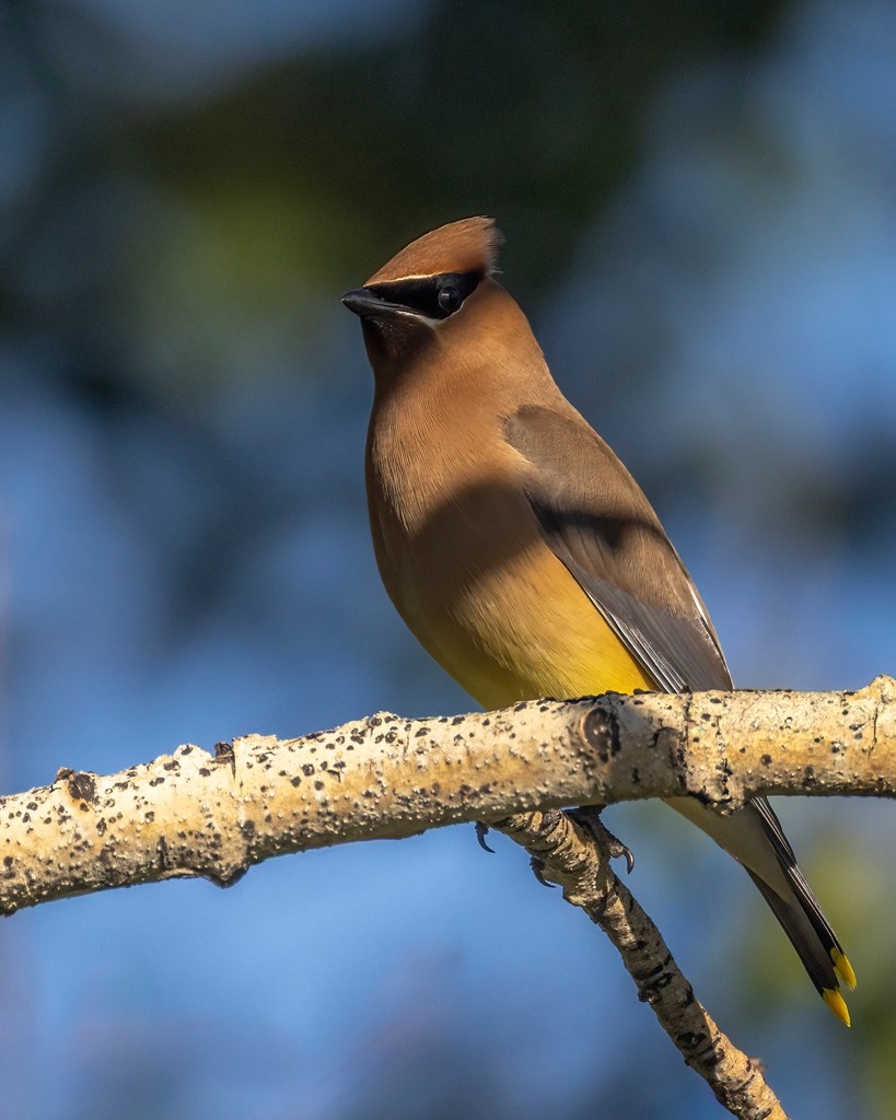 jardenephoto's tweet photo. Ever witnessed a cedar waxwing dance through the morning light? 🌅✨ This stunning bird, with its sleek silhouette and vibrant colors, adds a touch of magic to Alberta’s skies. Swipe to see more breathtaking moments from our feathered friends! Which bird inspires you the most? https://t.co/jQvoFIYsbK
