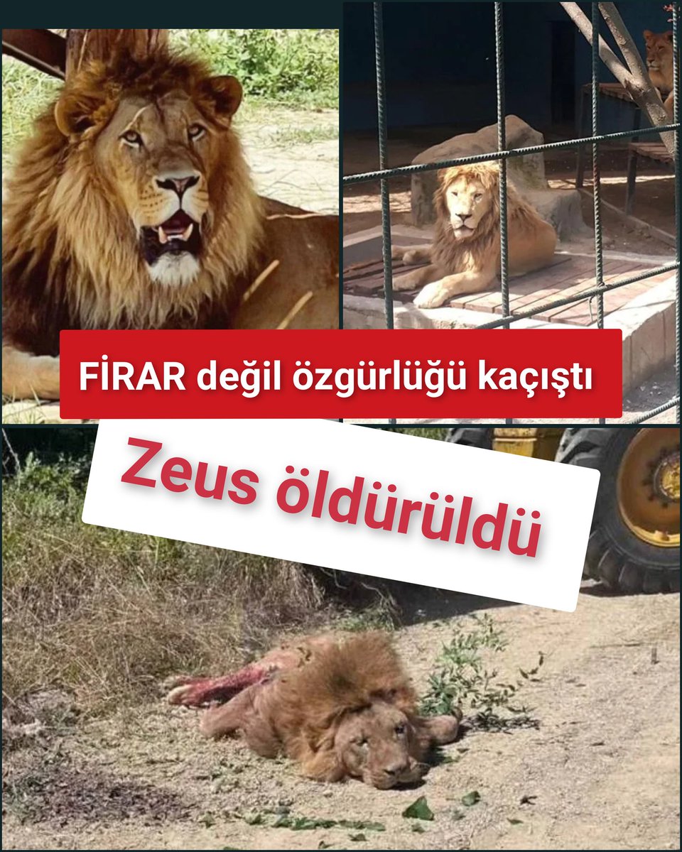 guvenislamoglu's tweet photo. "ASLAN DİYARI" diye bir yer var. Kapatılması gereken yerlerden biriydi. 
Aslan Zeus oradan kaçmış. 1 kişiyi yaralamış. Vurmuşlar........
Kim kaçırdı? Denetim var mı? Veteriner var mı ? Bu durumlar için acil önlem prosedürleri var mı ? Kim izin verdi? 
vtr https://t.co/vDCxd5Q2qS