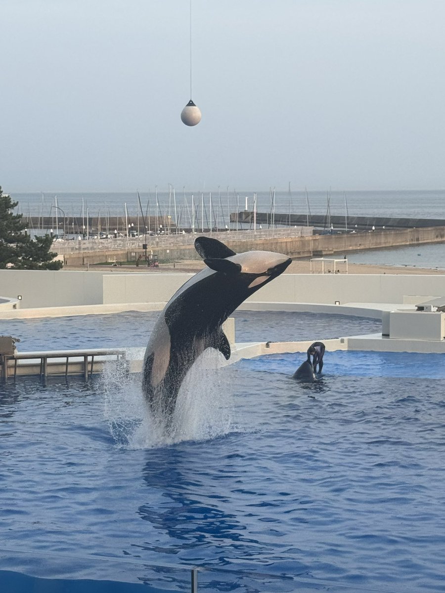matsu0511's tweet photo. 虎と最近毎日のようにシャチの動画見てて
須磨シーワールドへ😎

圧巻のシャチ、、カッコ良すぎた😭
明日から仕事頑張って飼う。 https://t.co/PTdwB67dwl