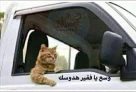 صلّيح tweet media