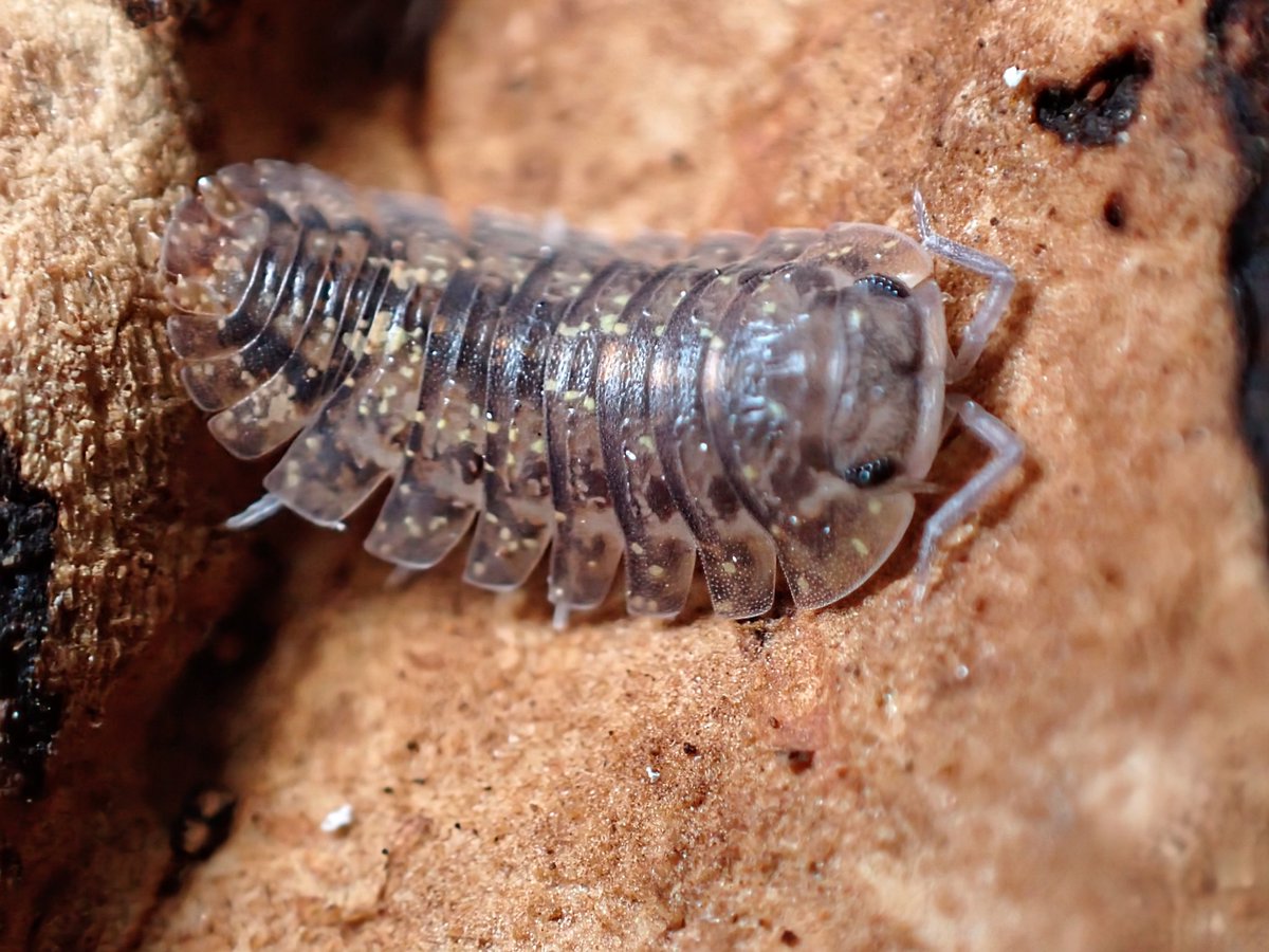 一時期減ってたけど、最近もベビーが生まれて持ち直してきた