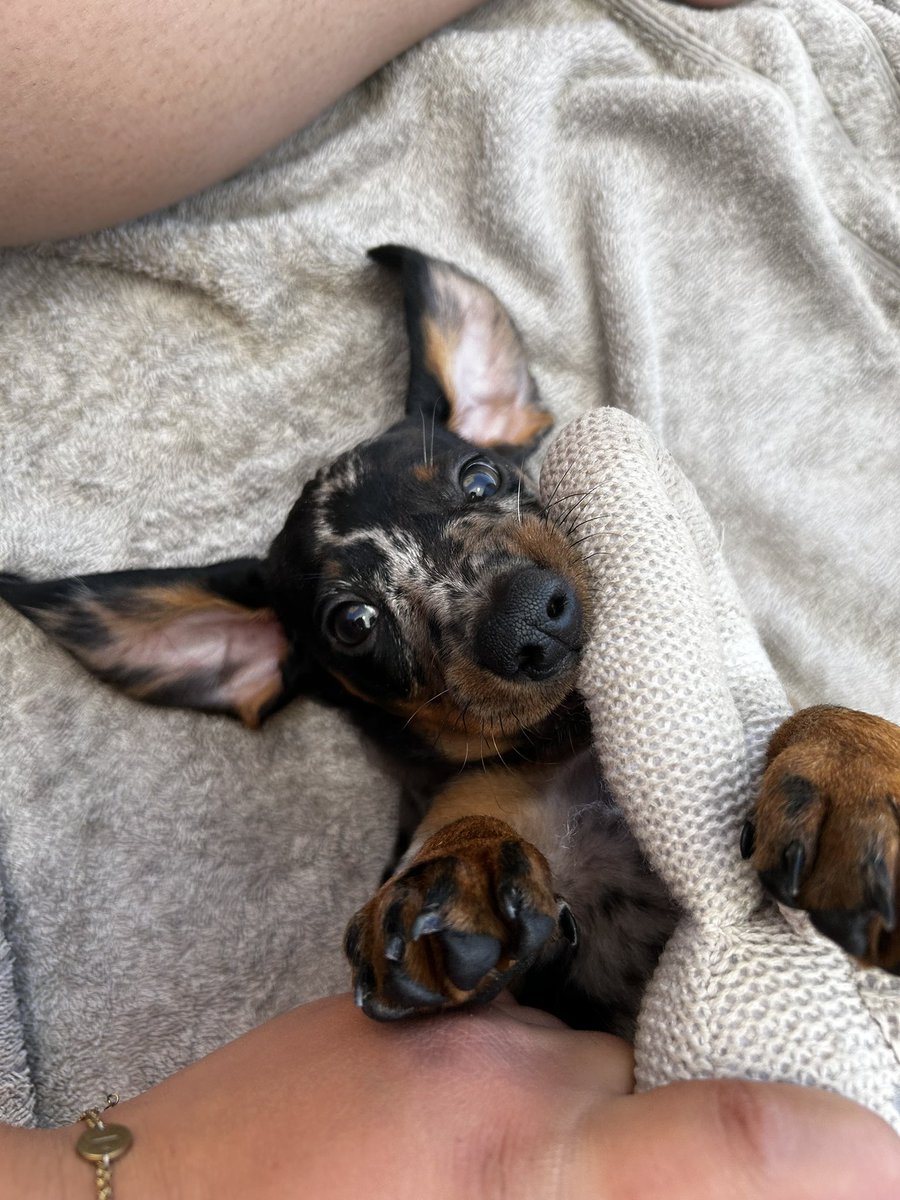 🫠🐾🩵