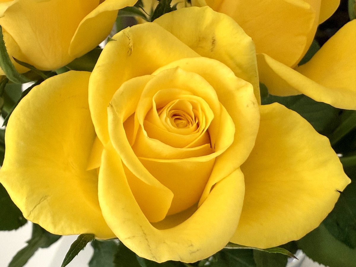 There once was a rose so bright
Yellow petals a beautiful sight
Its fragrance charmed the bees
And the ladies with ease
Until Hugh Jackman crushed it with delight

🤣🌹💛

©️ ellebeephotos

#SundayYellow #FlowerPhotography #poetry #WritingCommunity