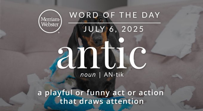 Merriam-Webster's Word of the Day for July 6, 2025, 'antic' noun | AN-tik "a playful or funny act or action that draws attention" Background Image: A puppy that broke something 