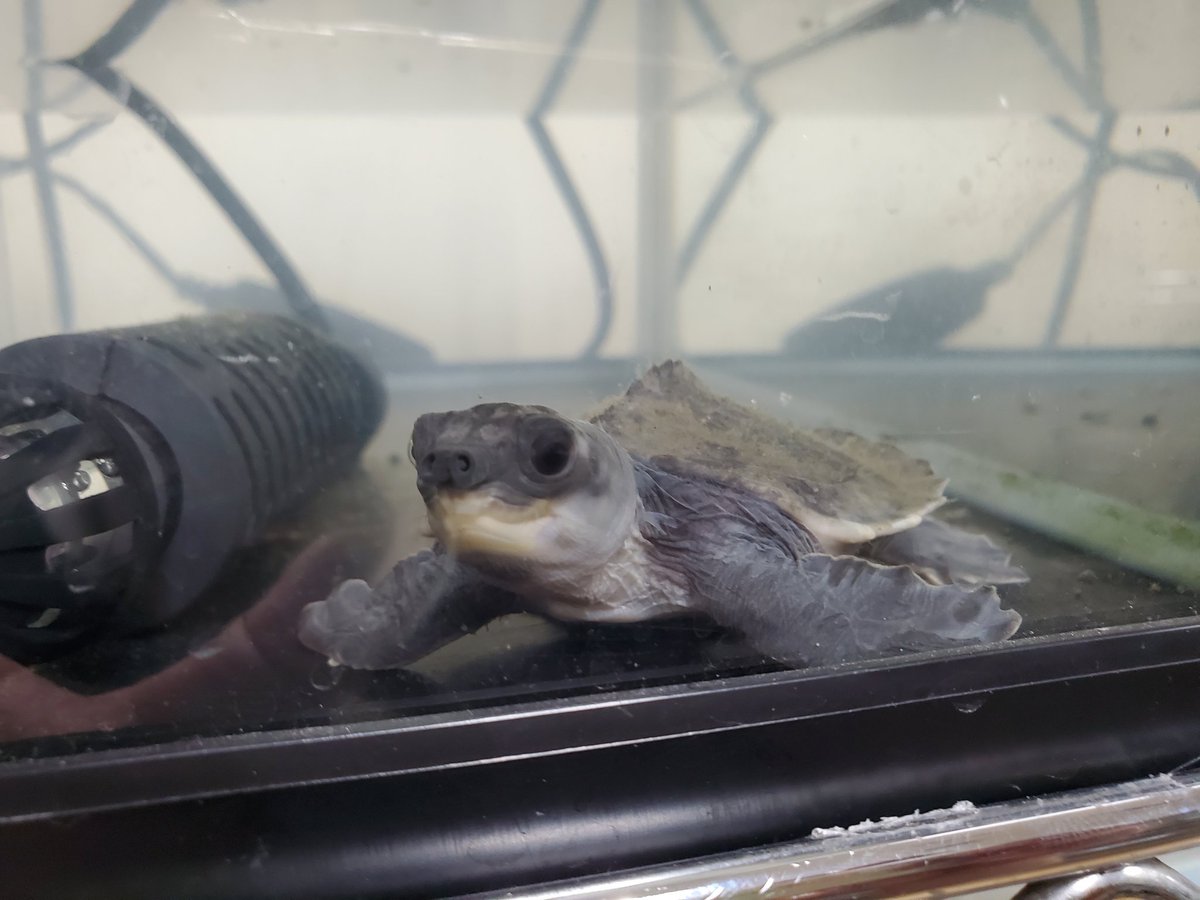 スッポンモドキ

甲長が最大50cm程になる大型の水ガメです。
四肢がウミガメのようにヒレ状になっており、泳ぐのが非常に上手です。
大きな水槽で優雅に泳ぐ姿はまさにウミガメ✨️
豚さんの様なお鼻とくりくりの可愛いおめめも特徴です🐽
#ペポニインター店
＃ペポニ
【長谷川】