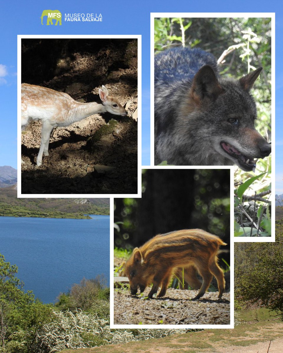 📸 Estas fotos podrían ser tuyas

Ven a capturar tus propias imágenes en el parque zoológico del Museo de la Fauna Salvaje.

¡Tráete la cámara (o el móvil) y crea recuerdos salvajes!