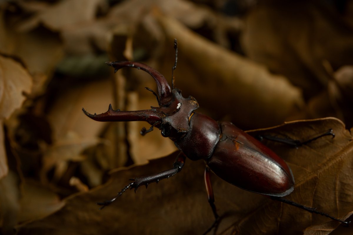 Lucanus formosanus
📷：Canon Eos 5D Mark III 
lens：EF24-70mm f/4L IS USM 

 Date：2025.07.06