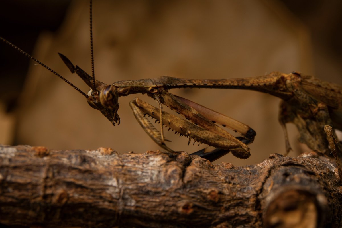 Phyllothelys werneri
📷：Canon Eos 5D Mark III   
lens：EF24-70mm f/4L IS USM       

 Date：2025.07.06