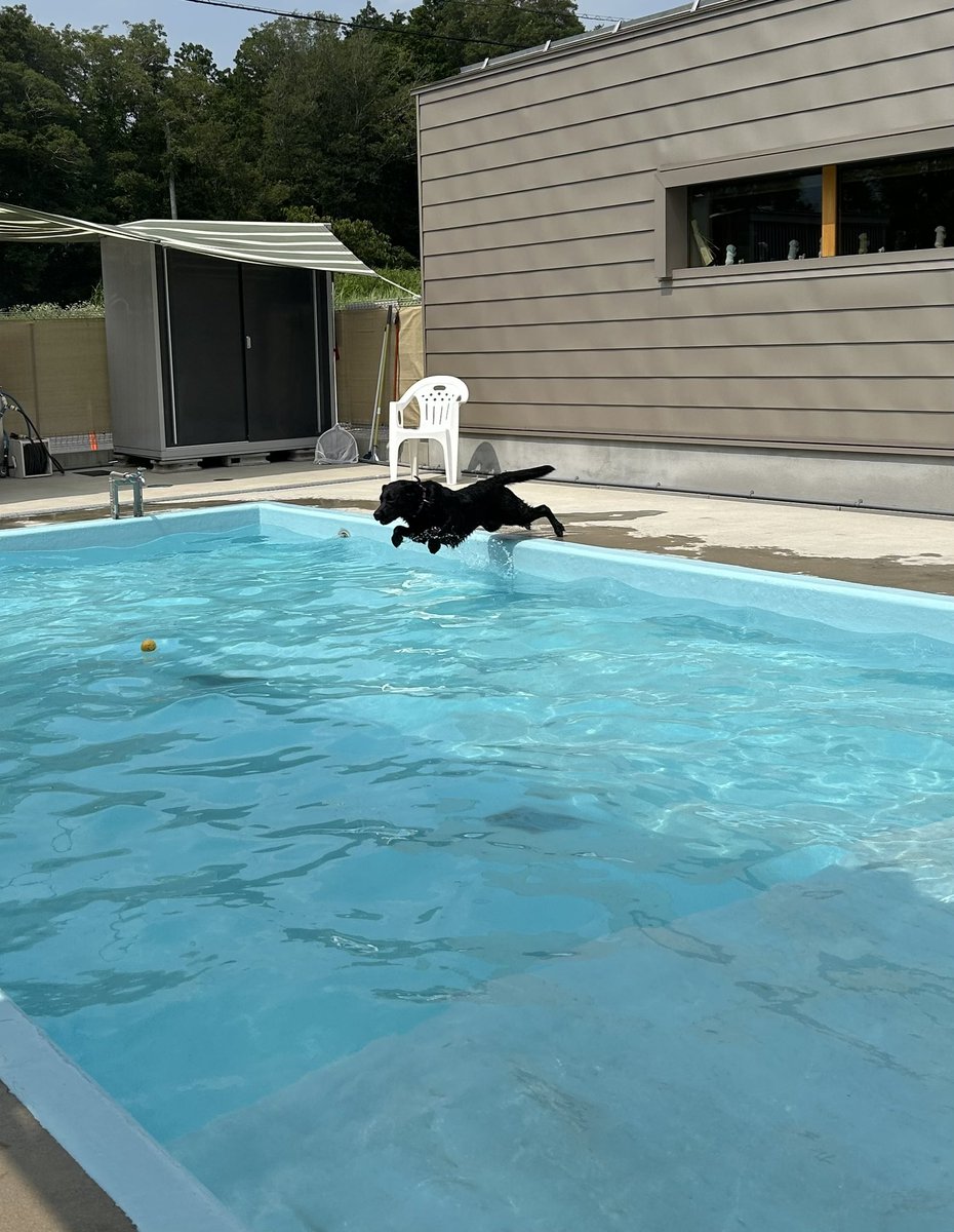 今年、初プール。Ver得意の腹打ち飛び込み。