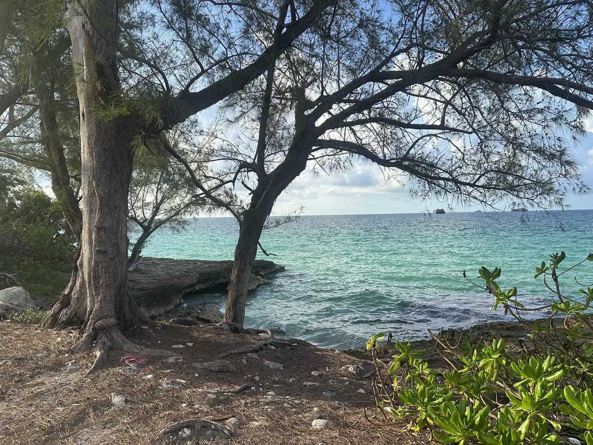 Sunday morning walk views… 🌴