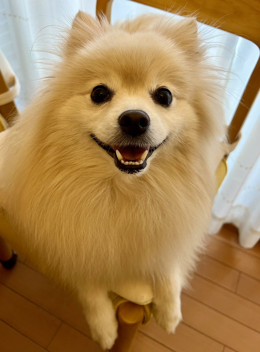 1939年、零式艦上戦闘機の試作機試験飛行が
始まった「零戦の日」✈︎
堀越二郎氏設計、時速533km /h航続距離3500km
叡智の結晶の金属の塊が、もう2度と爆弾抱え空を舞い
誰かの笑顔を奪う事勿れ🙏きゅん‼️🐶
📸「サラダ記念日」🥗「ピアノの日」🎹
アチチdayは🌞自宅警備🏡✨💪