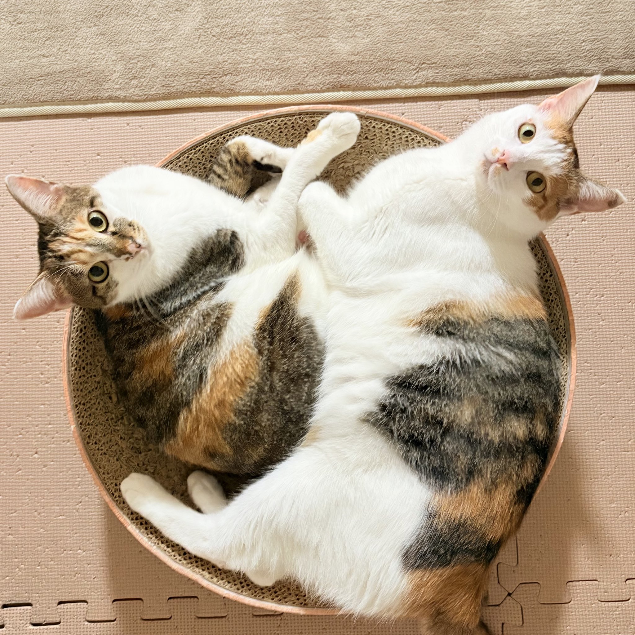 ネコ好き 猫のたろう on X: 