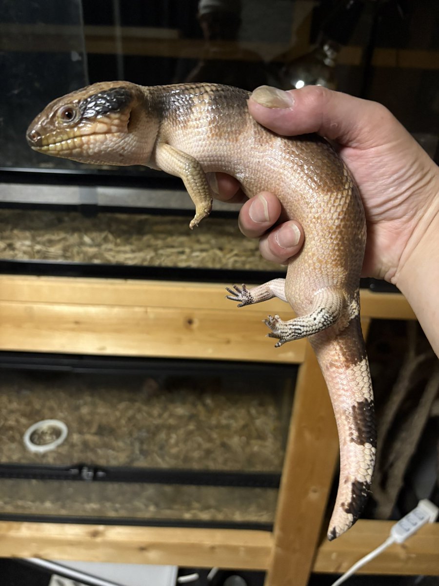 AussieReptiles's tweet photo. アイラインとメリハリの効いたバンドに拘ったドイツCBの親から念願のベビーが取れました😆✨自家産ニシアオジタトカゲ‼️
中央にも負けない魅力と存在感⤴️⤴️現在流通量も減り入手難のホワイトベース…1ペアのみ販売も考えておりますので詳細知りたい方はご連絡お待ちしております🤙下取り、トレードも大歓迎です👍基本自家繁殖実績のある生体をポストする様にしているので…今期繁殖生体にご期待下さい😁🦎
#ニシアオジタトカゲ