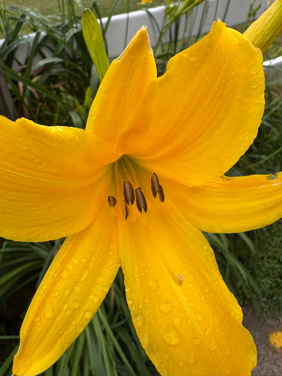 🌻 (@snflower500) on Twitter photo Sunday Yellow Sunday Yellow